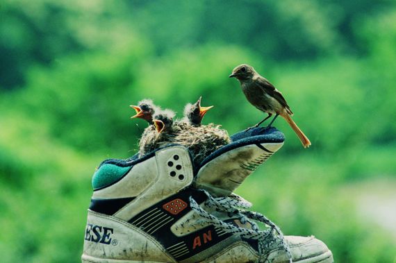 Vogelnest in Kinderschuh, drei junge Vögelchen die den Schnabel aufhalten und erwachsener Vogel der am Rand des Nests sitzt.